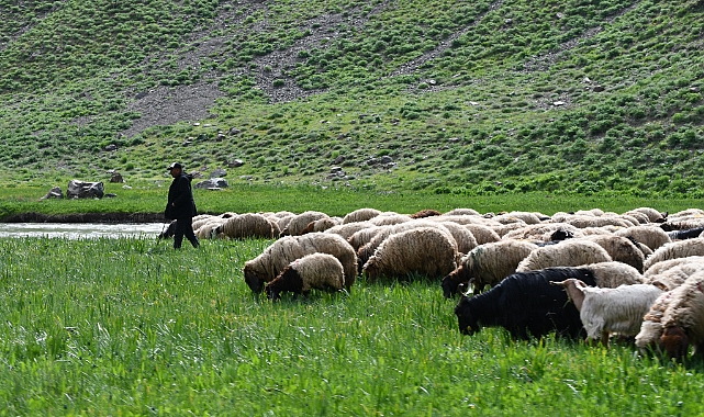 Yayla da kartpostallık fotoğraflar