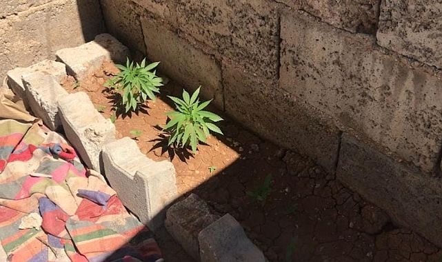 Suruç'ta evin çatısına ekili kök kenevir ele geçirildi!