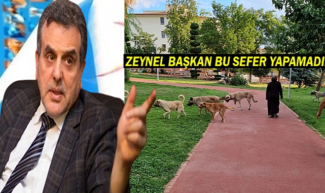 10 yaşındaki çocuğa köpekler saldırdı!