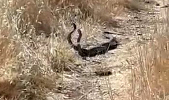 2 Metrelik Yılanlar Dans Edilirken Görüldü