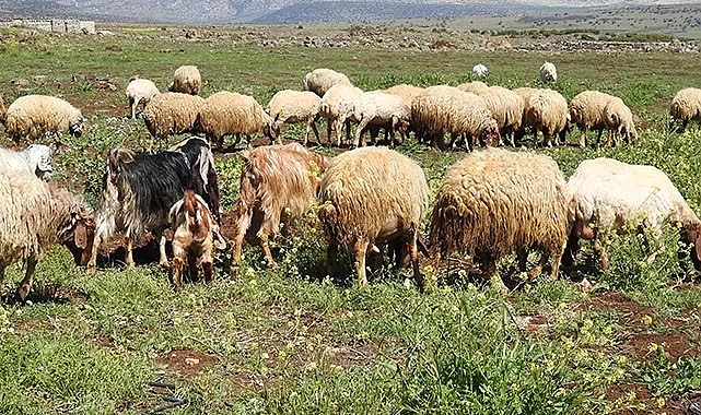 Gaziantep'te kurbanlık fiyatları belli oldu