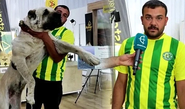 Guregh köpeğine İstanbul'da yoğun ilgi!