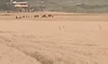 Karaköprü'de çiftçiler ürünlerini silahla bekliyor