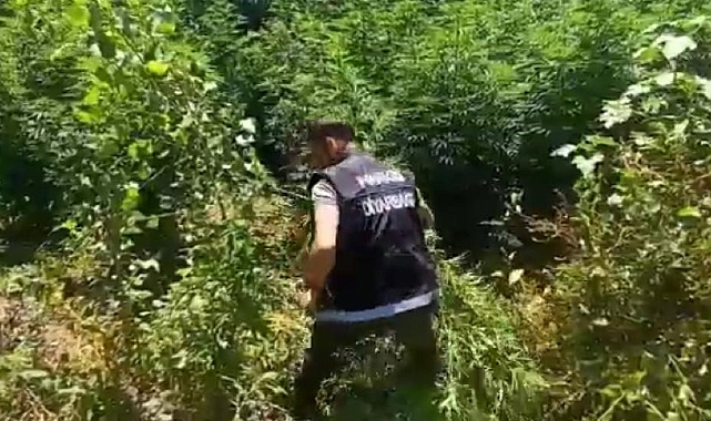 Uyuşturucu operasyonu; 2 bin kök Hint keneviri