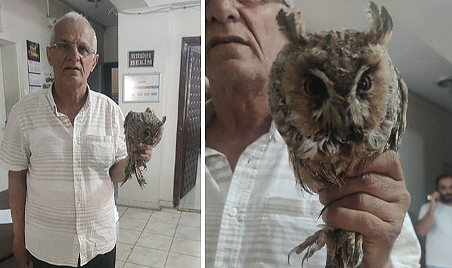 Yaralı baykuş Urfa'da tedaviye alındı