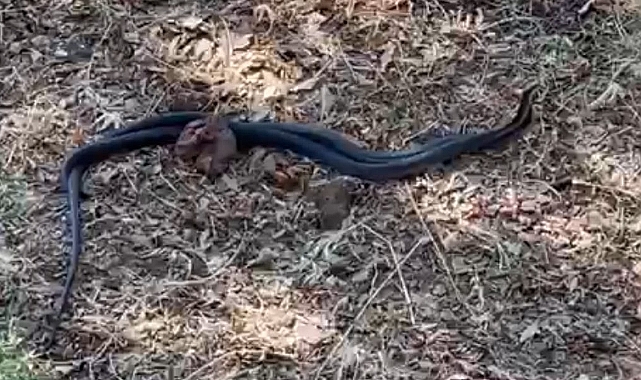 Yılanların dansı görsel şölen yarattı