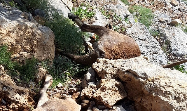 Yıldırım yaban keçilerini telef etti