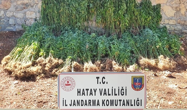 Hatay'da  kök kenevir bitkisi ele geçirildi