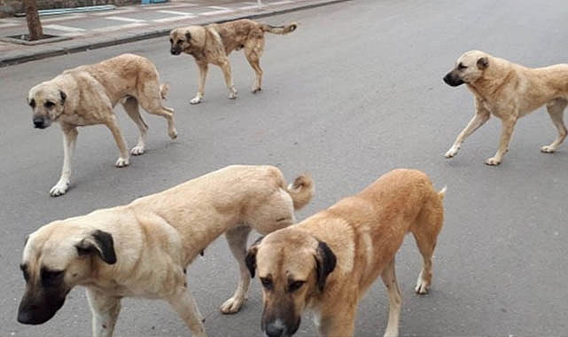 Köpekler tehlike saçıyor