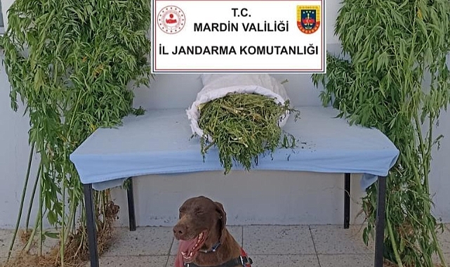 Mardin'de uyuşturucu ve tarihi eser kaçakçılığı operasyonu