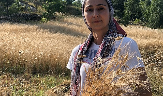 Siyez buğdayını Kozan'da yetiştirdi