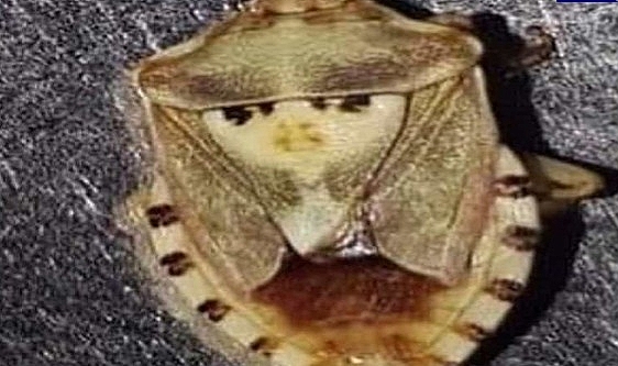 Kadın figürünü andıran böcek çiftçiyi şaşırttı
