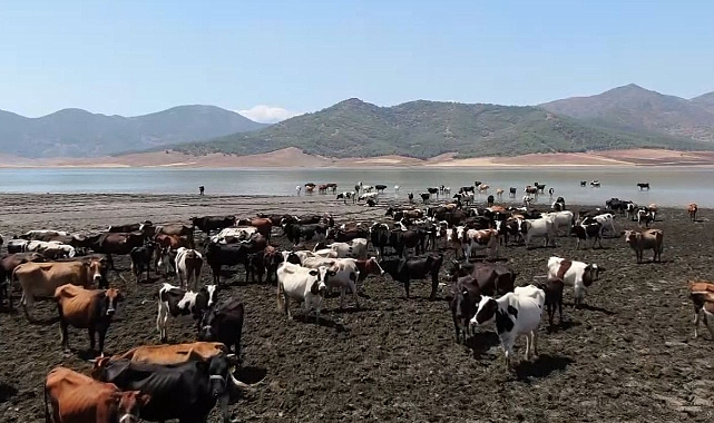 Sıcaklardan bunalan hayvanlar baraj suyunda serinliyor