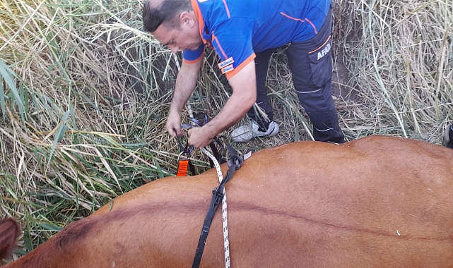 Sulama kanalına düşen inek afad ekiplerince kurtarıldı