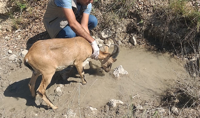 Sürüye karışan yaban keçisi doğaya bırakıldı