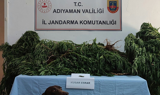 Tarlasına kenevir bitkisi eken şahıs gözaltına alındı
