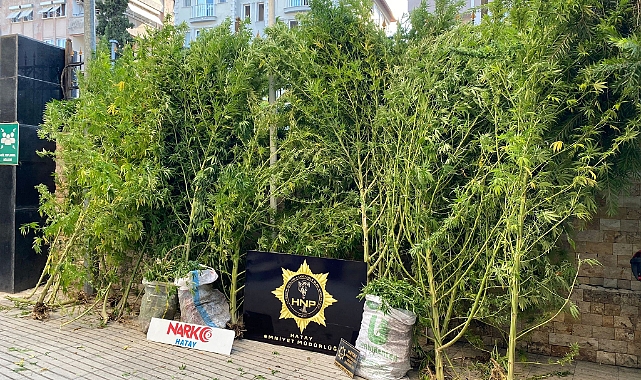 36 kök Hint keneviri ve esrar ele geçirildi!