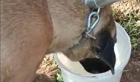 İtfaiye ekipleri kayalıklara sıkışan köpeği kurtardı