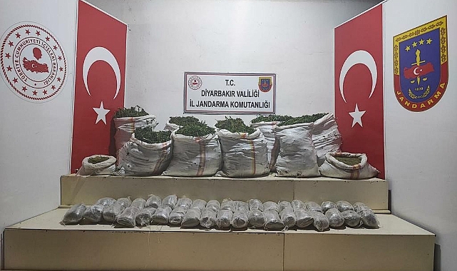 Terör örgütüne darbe: 1 milyon kök kenevir ele geçirildi