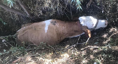 Bataklığa düşen ineği AFAD ekipleri kurtardı