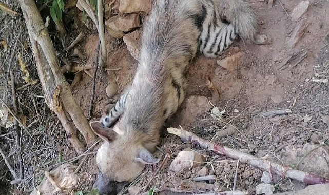 Nesli tükenme tehlikesi olan çizgili sırtlan bulundu