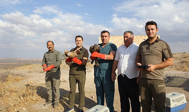 Şanlıurfa'da yaralı kuşlar doğaya salındı