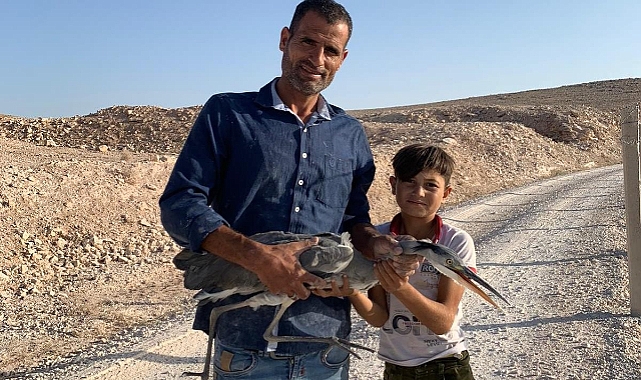 Urfa'da dikenli tele takılan balıkçıl kuş kurtarıldı