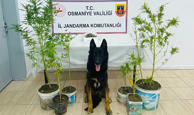 Uyuşturucu operasyonunda 1 kişi gözaltına alındı