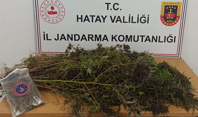 477 kök skunk, 313 gram kubar esrar ele geçirildi