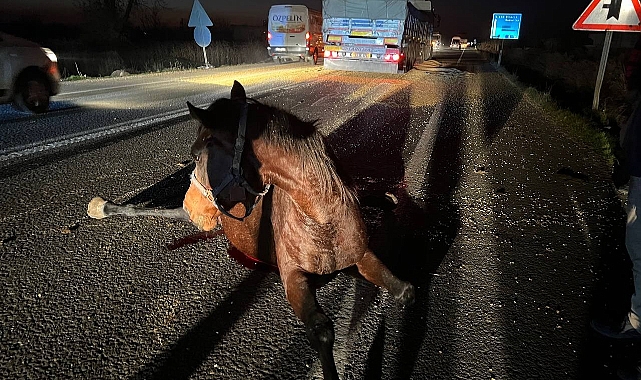 Şanlıurfa'da tırın çarptığı yüzbinlerce liralık yarış atı telef oldu