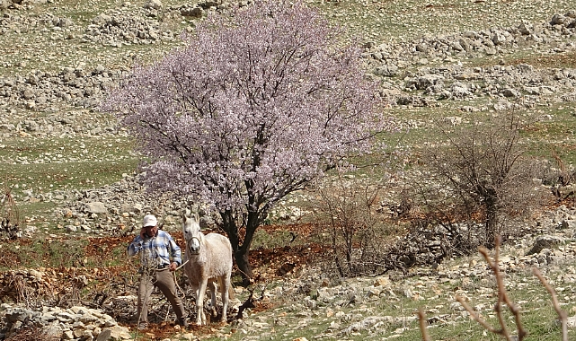Mardin'de bahar görsel şölen oluşturdu