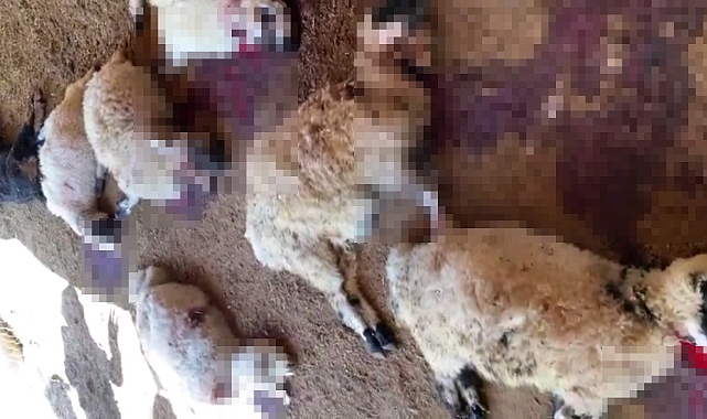 Ağıla giren köpek sürüsü çok sayıda koyunu telef etti