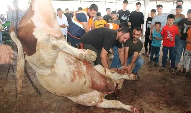 Acemi kasaplar, çuval deler gibi kurban kesti
