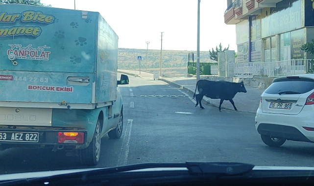 Şanlıurfa’da kaçan büyükbaş kurbanlık zor anlar yaşattı