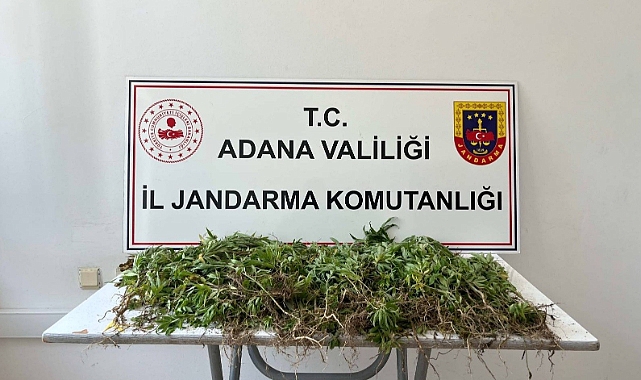Adana’da 2 bin kök kenevir bitkisi ele geçirildi