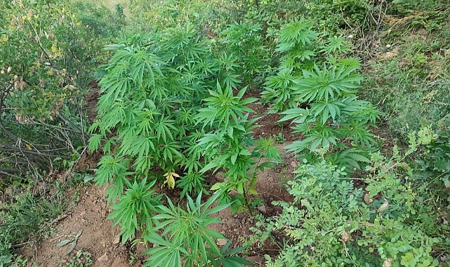 Bingöl’de 138 kök kenevir bitkisi ele geçirildi