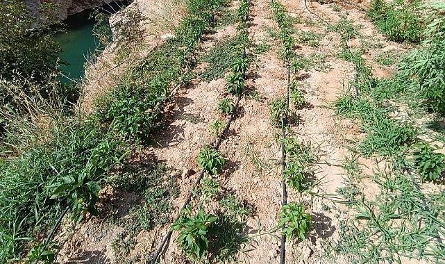 Kenevir yetiştiren şüpheli suçüstü yakalandı