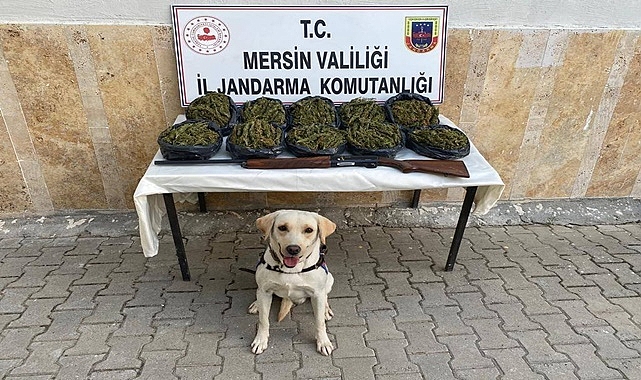 Mersin'de operasyon: 24 kilo skunk ele geçirildi