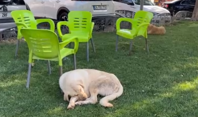 Siverek'te kuduz vakası, bir kişi hastaneye kaldırıldı