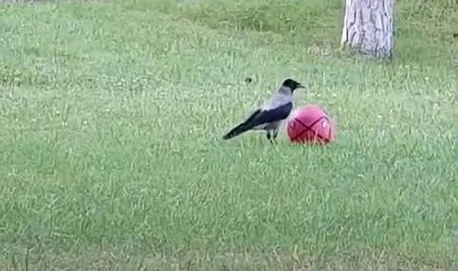 Top cambazı karganın hareketleri şaşırttı