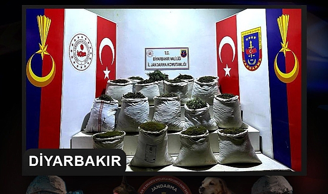 2 milyon 425 bin kök kenevir ve skunk bitkisi ele geçirildi