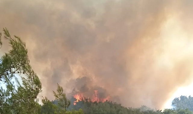 Adana'da orman yangını