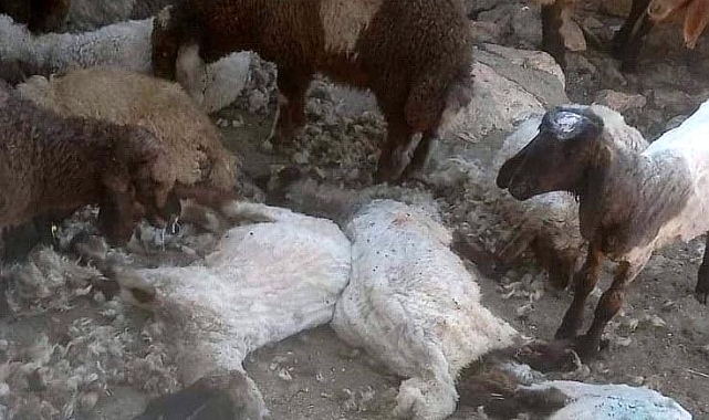 Besni’de kurt saldırısı: 26 koyun telef oldu