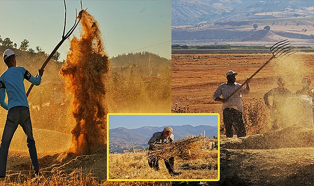 Buğday hasadı hem geleneksel hem de teknolojik yöntemlerle başladı