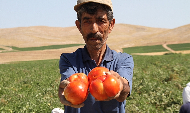 Domates dünya sofralarını renklendiriyor