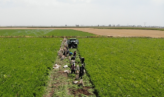 Ekmek paraları için 40 derecede tarlada mesai yapıyorlar
