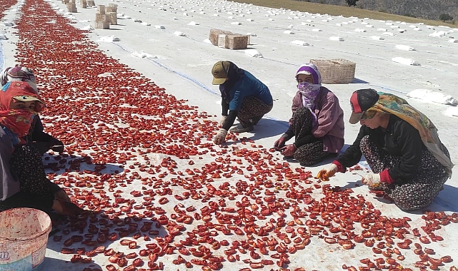 İlk defa ekilen kurutmalık domates gençlere iş olanağı sağlıyor