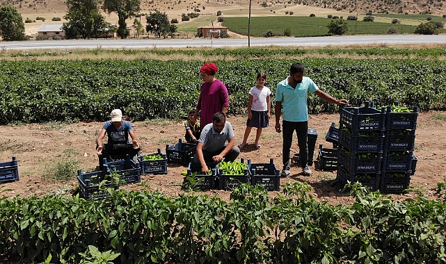 Kavurucu sıcakta tarlada ekmek mücadelesi