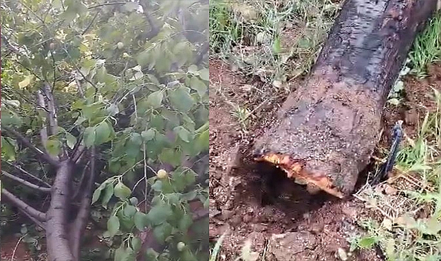 Kuvvetli fırtına ağaçları yerinden söktü