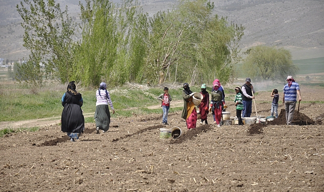 Mevsimlik tarım işçileri tarlalarda rızıklarını çıkarıyor